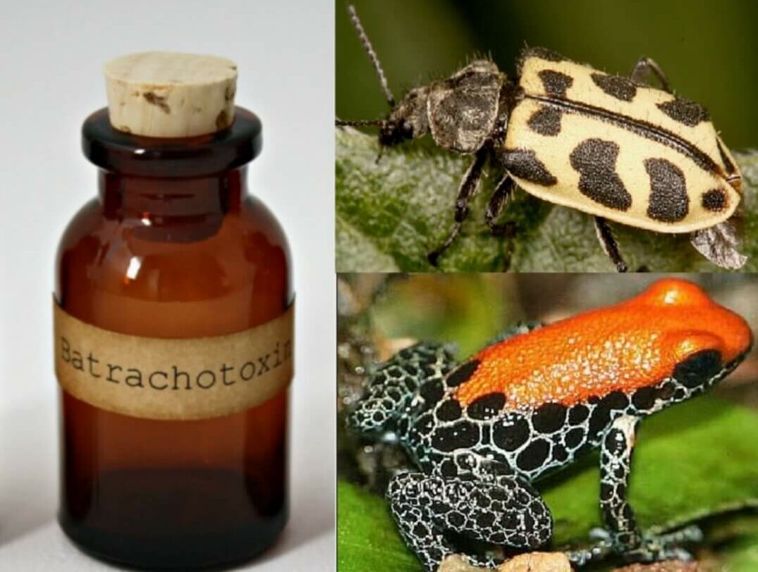 Batrachotoxin